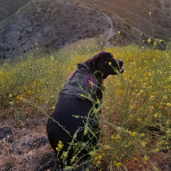 Meet your Posher, Holly - Picture 8 of 14